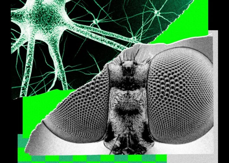 I Trained a Fly’s Brain to Generate WIRED Story Ideas