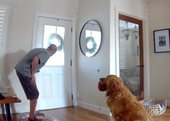 The opposite of a guard dog: Golden retriever begs to play with intruder in San Diego break-in