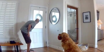 The opposite of a guard dog: Golden retriever begs to play with intruder in San Diego break-in