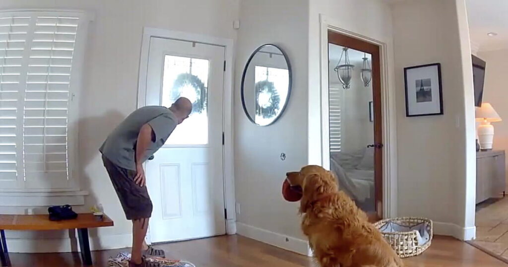 The opposite of a guard dog: Golden retriever begs to play with intruder in San Diego break-in