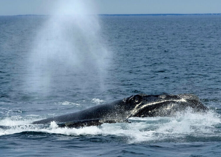Trump Administration Moves to Gut a Core Endangered Species Protection