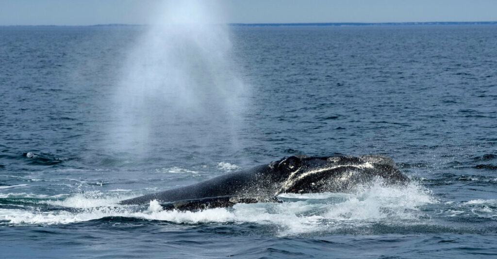 Trump Administration Moves to Gut a Core Endangered Species Protection