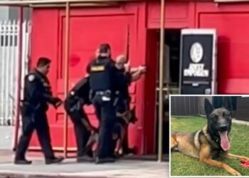 Police dog burned as suspect tries to torch adult store in San Diego shooting