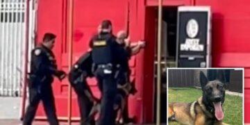 Police dog burned as suspect tries to torch adult store in San Diego shooting