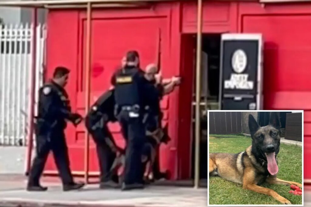 Police dog burned as suspect tries to torch adult store in San Diego shooting