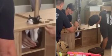 California firefighters rush to save Suki the kitten wedged inside cabinet as rescue becomes viral hit