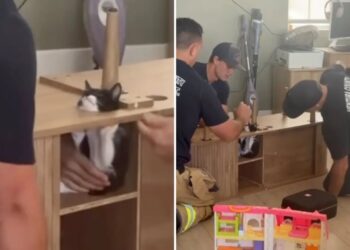 California firefighters rush to save Suki the kitten wedged inside cabinet as rescue becomes viral hit