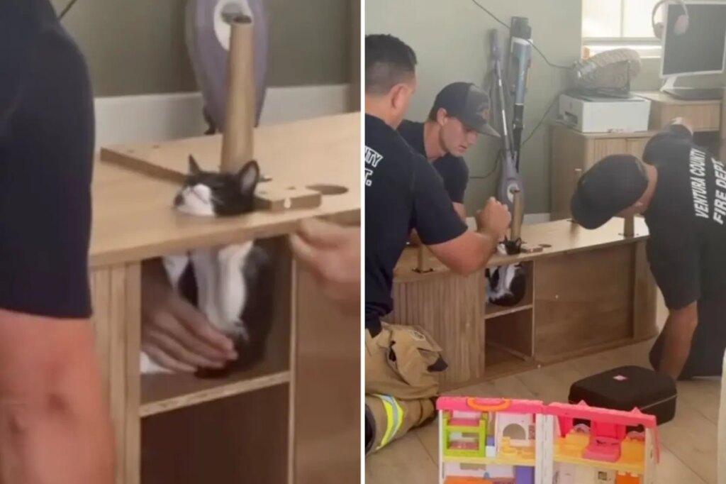 California firefighters rush to save Suki the kitten wedged inside cabinet as rescue becomes viral hit