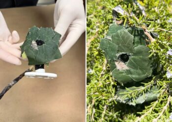 Insidious device found near SoCal home as cops issue urgent warning