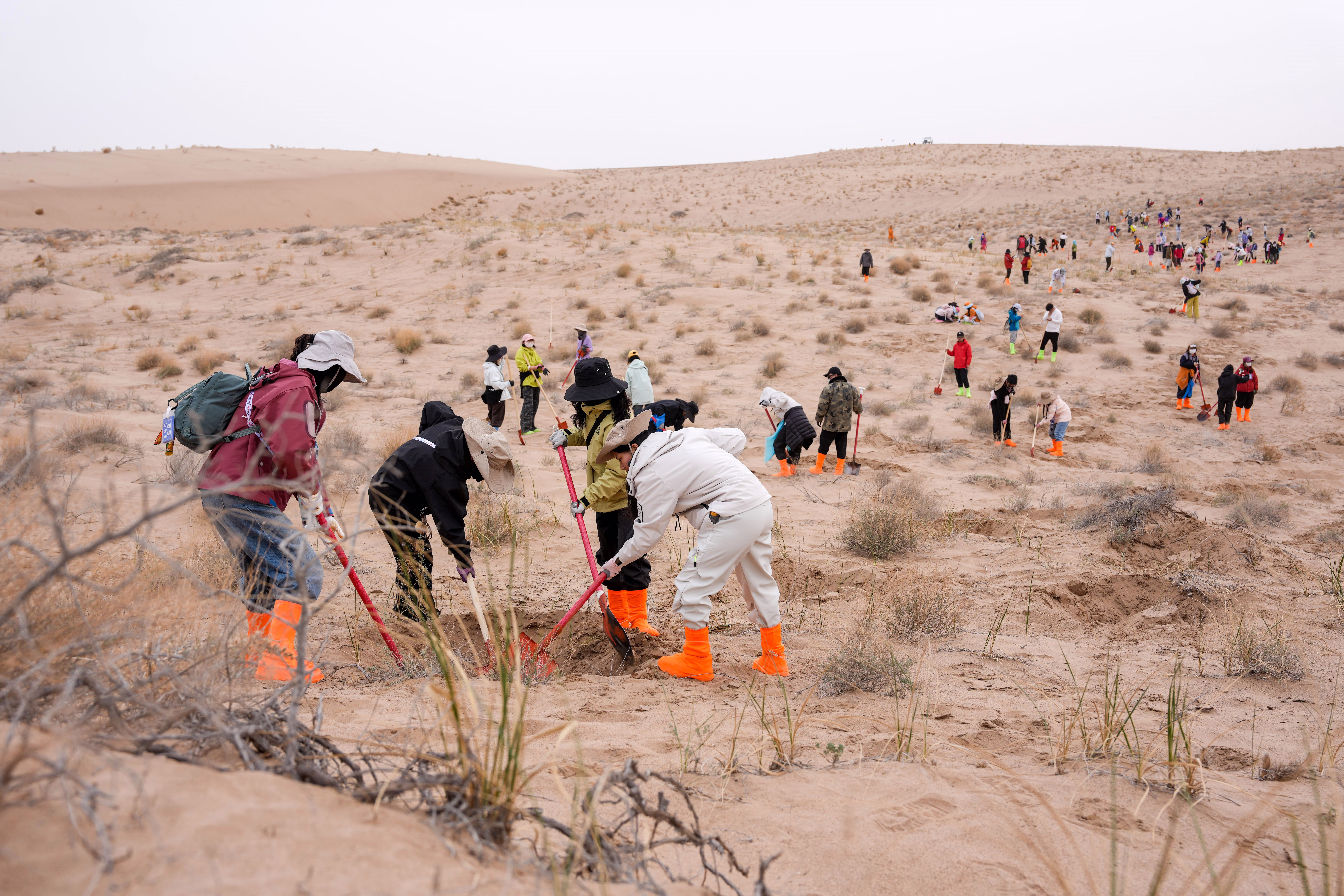 Volunteers dig pits for water storage in a desert.
