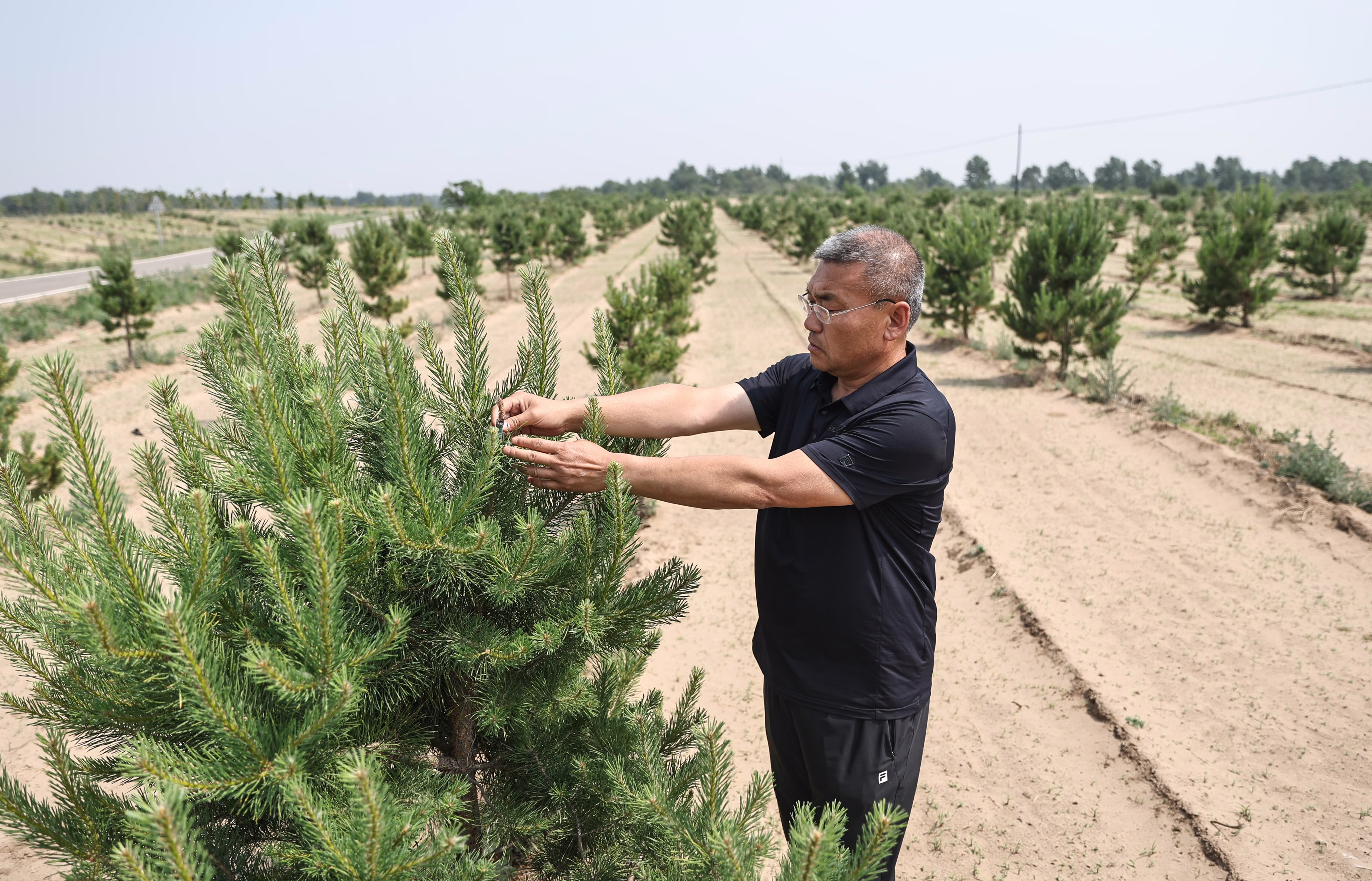 A person checks the growth of a small pine tree planted in a desert.