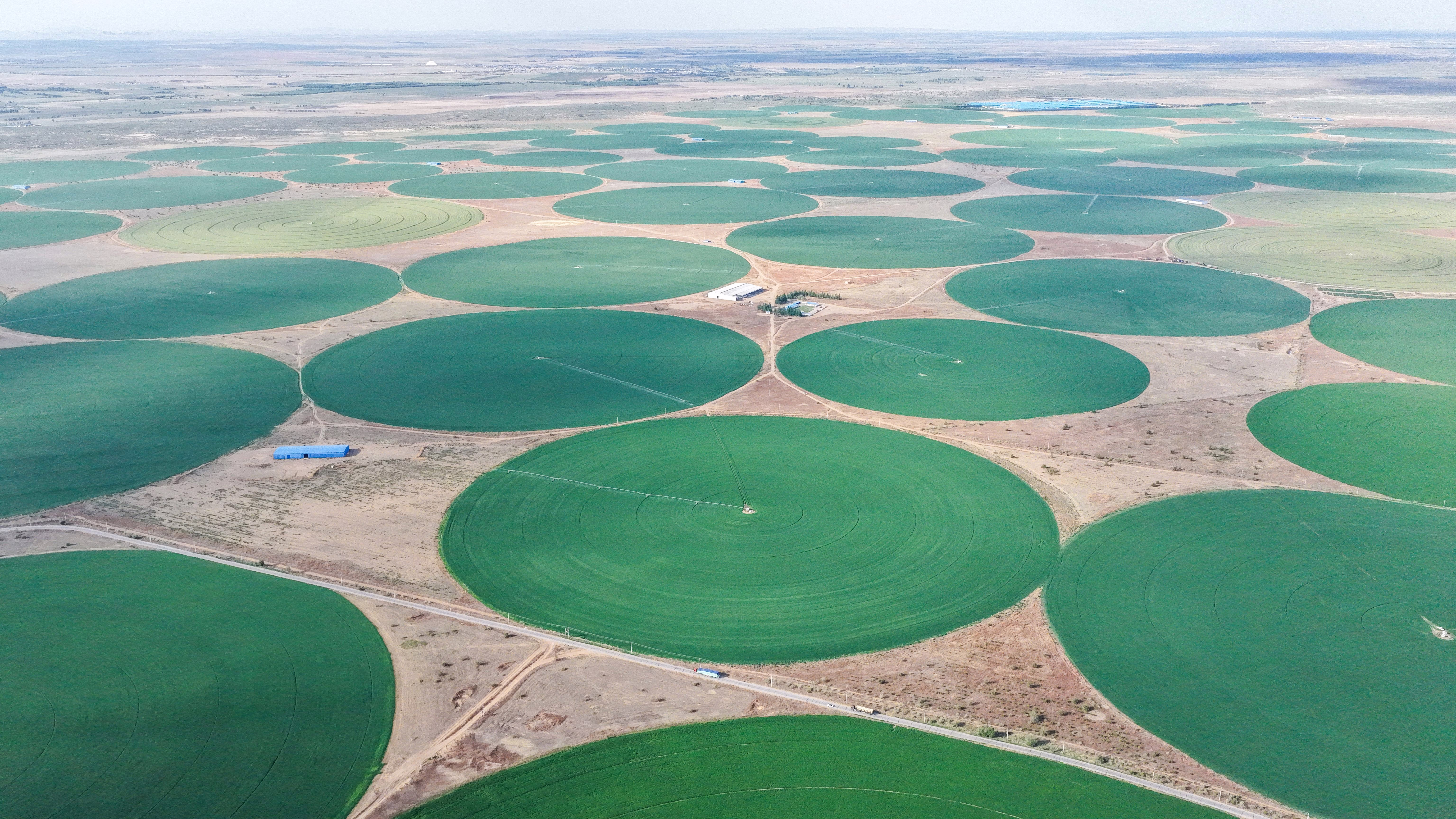 An aerial photo of circular green farm fields in a desert environment.
