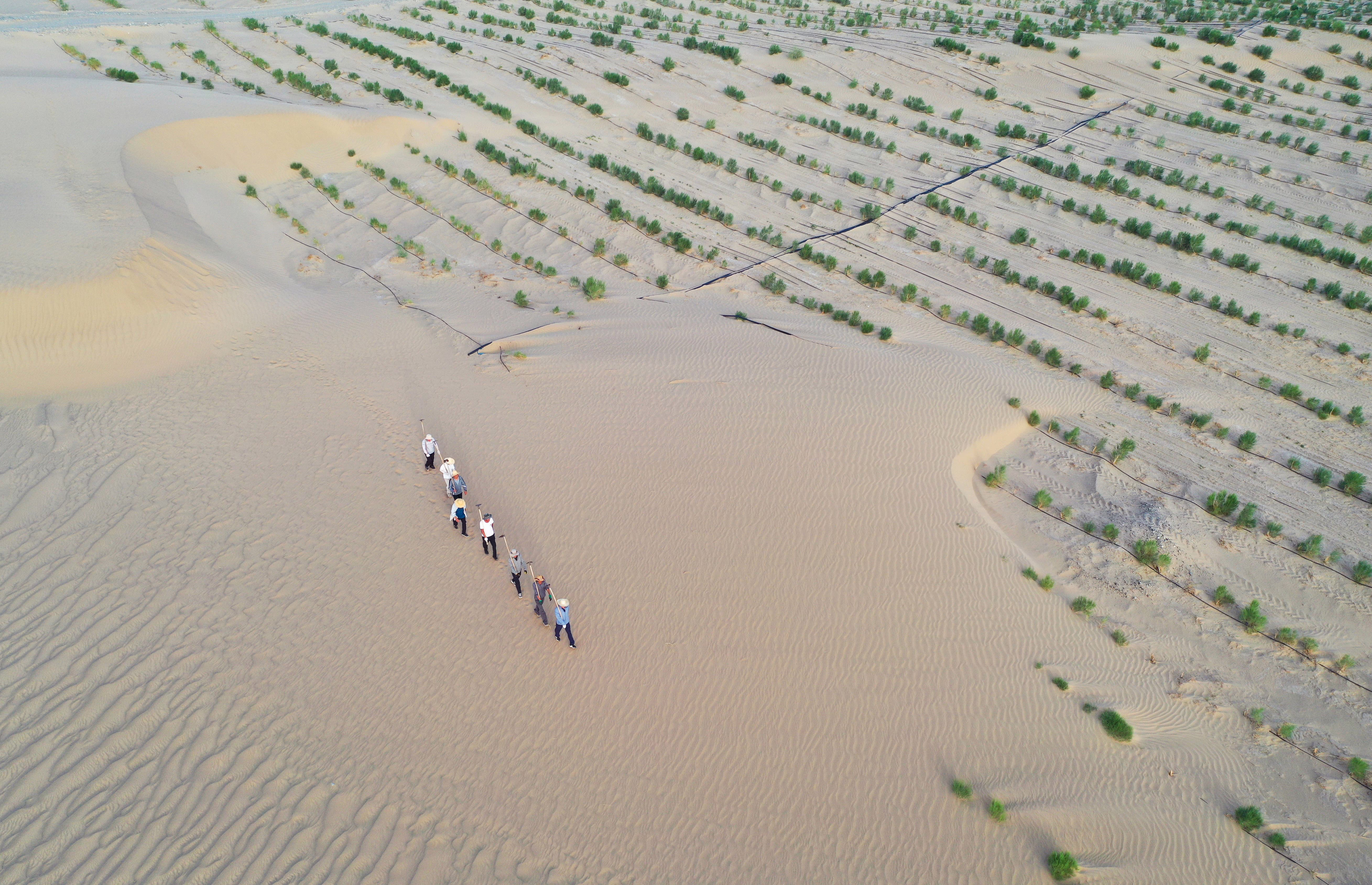 An aerial view of eight men walking on a sand dune past rows of shrubs