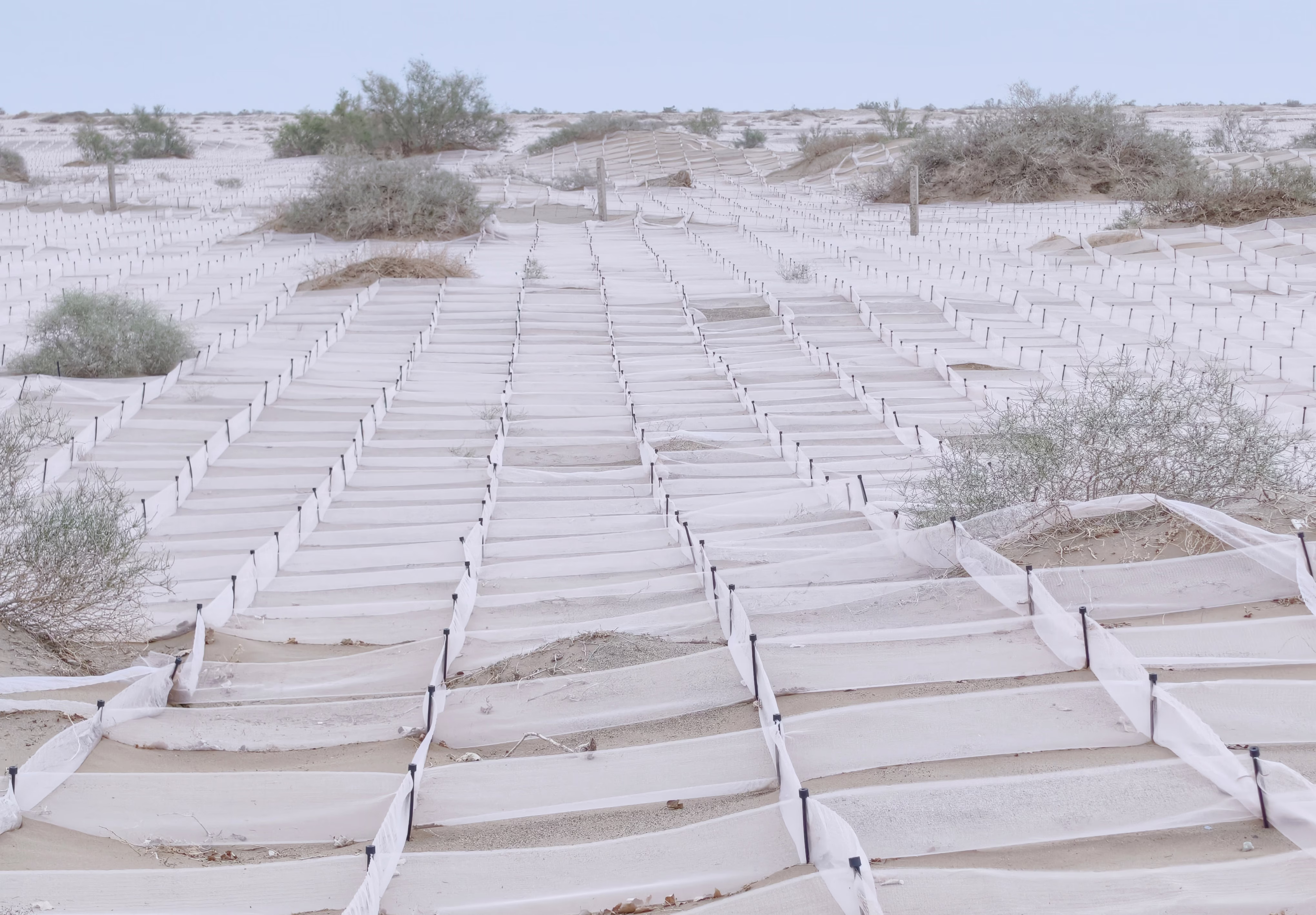 Hundreds of stakes support short criss-crossing nets across a sandy desert area.