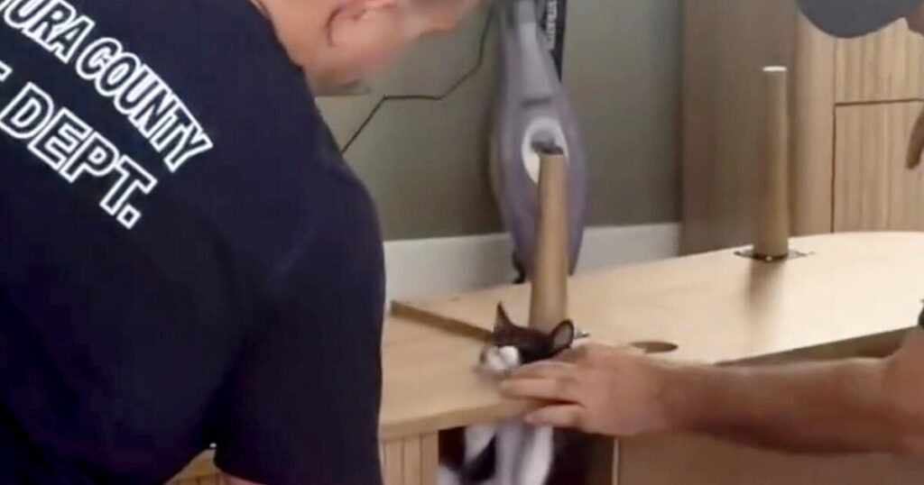 California firefighters, a trapped kitten and a collective ‘aww’ from the internet