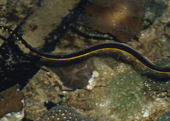 Rare venomous sea snake washes up on a SoCal beach