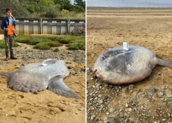 Huge 900-pound ocean sunfish found dead on Cape Cod beach