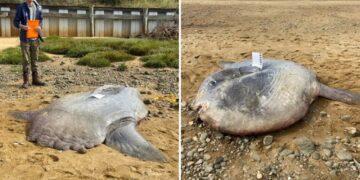 Huge 900-pound ocean sunfish found dead on Cape Cod beach