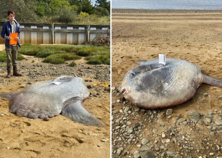 Huge 900-pound ocean sunfish found dead on Cape Cod beach
