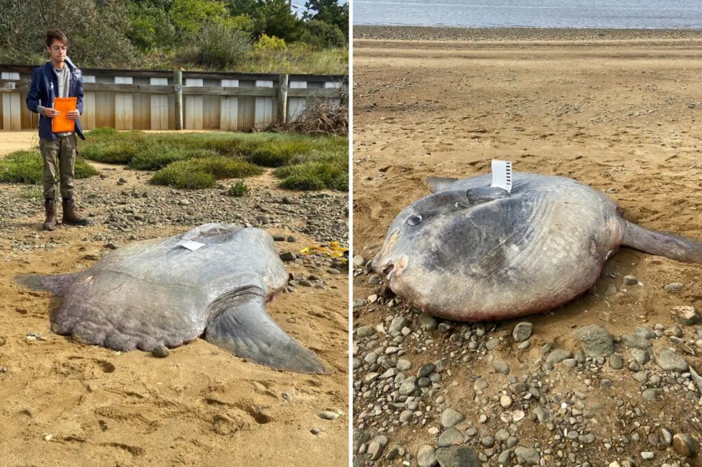 Huge 900-pound ocean sunfish found dead on Cape Cod beach