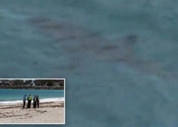 Shark kills swimmer in attack off Australian beach as witnesses recall seeing ‘pool of blood’