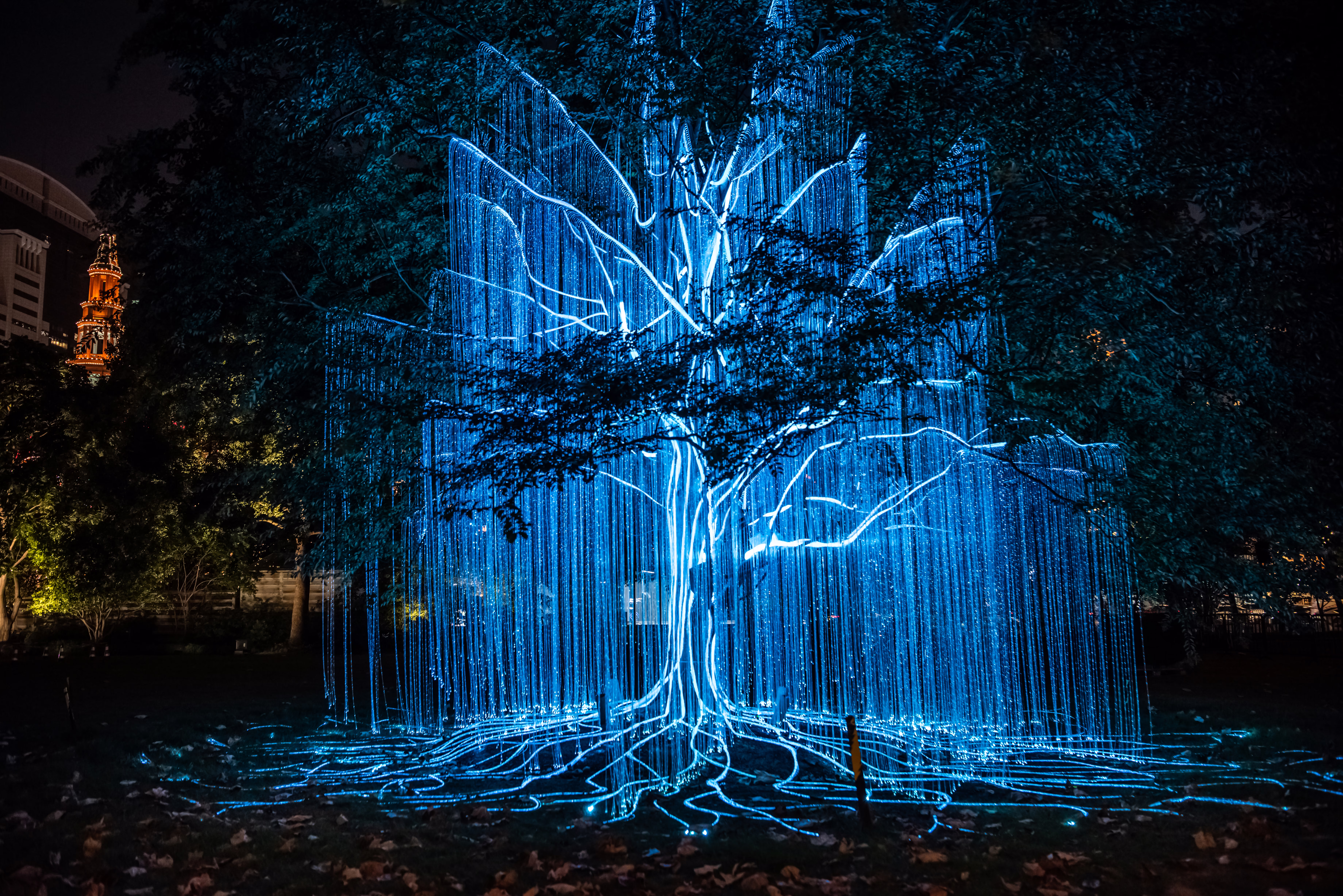 Many strings of light decorate a small tree and most of its branches, some attached to the trunk and roots, others dangling from the branches.