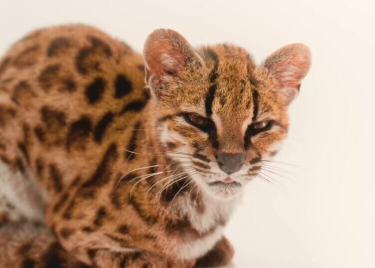 New Species of Cat Discovered for First Time in a Century