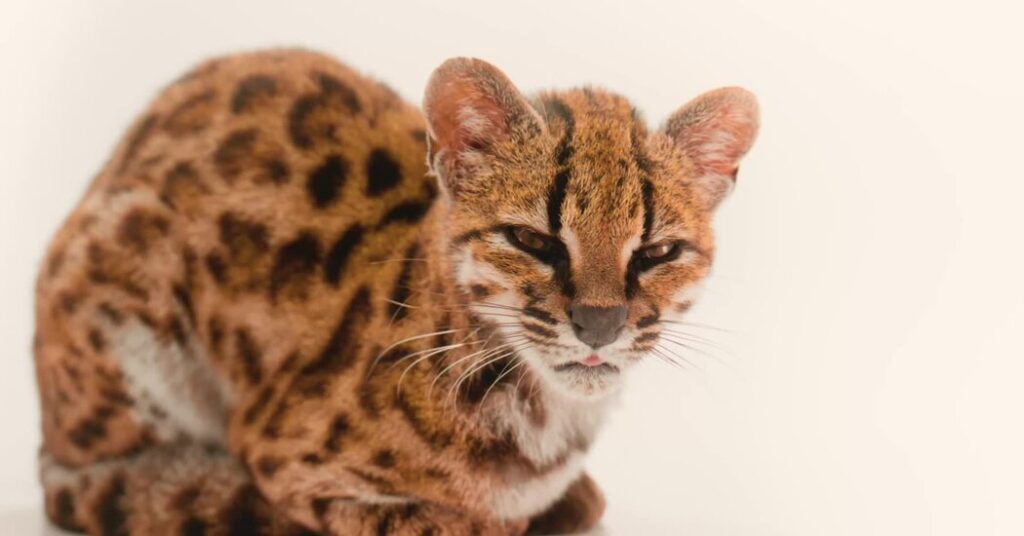 New Species of Cat Discovered for First Time in a Century
