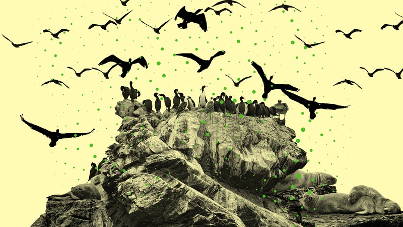Sea lions perch on an outcropping of rock as cormorants fly against a yellow background speckled with green dots