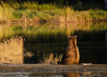 Fat Bear Week is about to begin. Here are the chunky contenders.