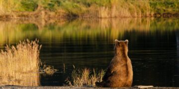 Fat Bear Week is about to begin. Here are the chunky contenders.