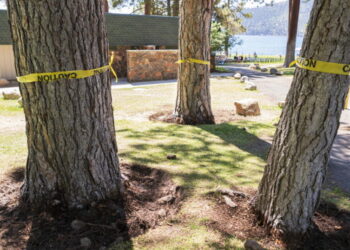 Wanted: Notorious Lake Tahoe tree poisoner. Reward? $147,000