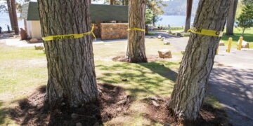 Wanted: Notorious Lake Tahoe tree poisoner. Reward? $147,000