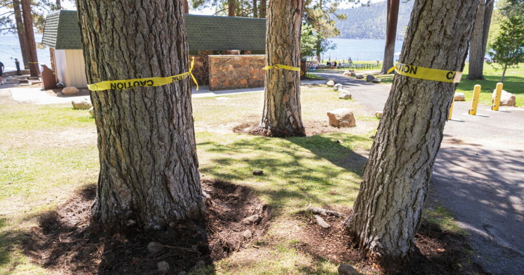 Wanted: Notorious Lake Tahoe tree poisoner. Reward? $147,000