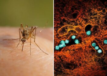 Cases of West Nile virus soar in NYC, surpassing total number in 2025