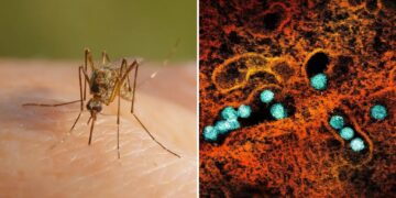 Cases of West Nile virus soar in NYC, surpassing total number in 2025