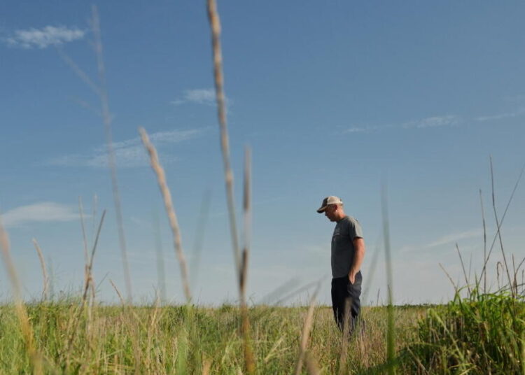 Farmers turn to perennial grains as one solution to extreme weather