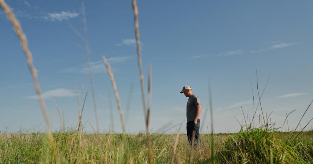 Farmers turn to perennial grains as one solution to extreme weather
