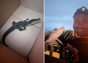 Crocodile found on Long Island nature preserve walking trail, $1K offered for arrest in illegal dumping
