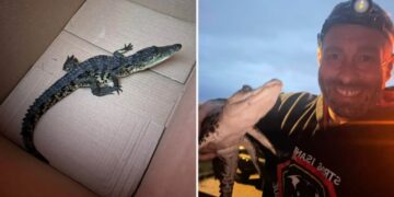 Crocodile found on Long Island nature preserve walking trail, $1K offered for arrest in illegal dumping