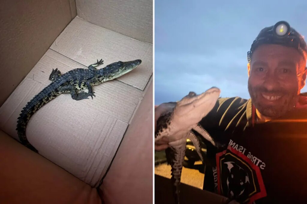 Crocodile found on Long Island nature preserve walking trail, $1K offered for arrest in illegal dumping