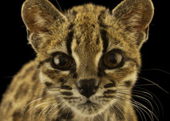 Meet Earth’s newest wild cat species, the first named in over a century