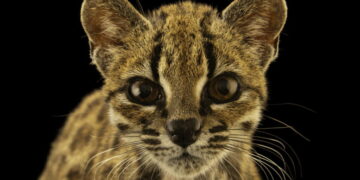 Meet Earth’s newest wild cat species, the first named in over a century