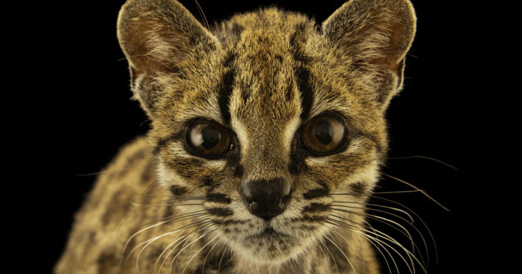 Meet Earth’s newest wild cat species, the first named in over a century