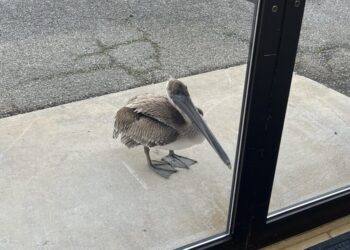 Scientists heard a knock at the door. It was a pelican in need of help.