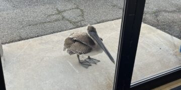 Scientists heard a knock at the door. It was a pelican in need of help.