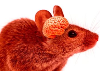 Scientists Unleash Franken-Mice With Brains That Are Nearly Half Human