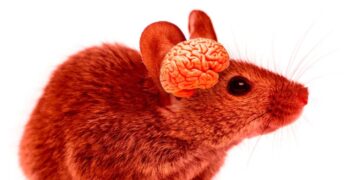 Scientists Unleash Franken-Mice With Brains That Are Nearly Half Human