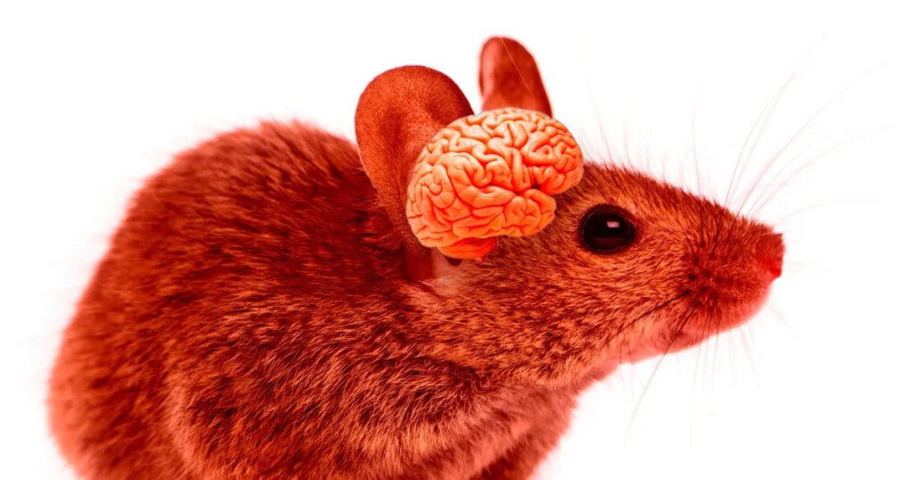 Scientists Unleash Franken-Mice With Brains That Are Nearly Half Human