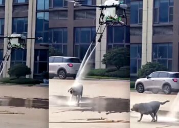 Video Shows Huge Drone Descending on Unsuspecting Dog and Blasting It With Water
